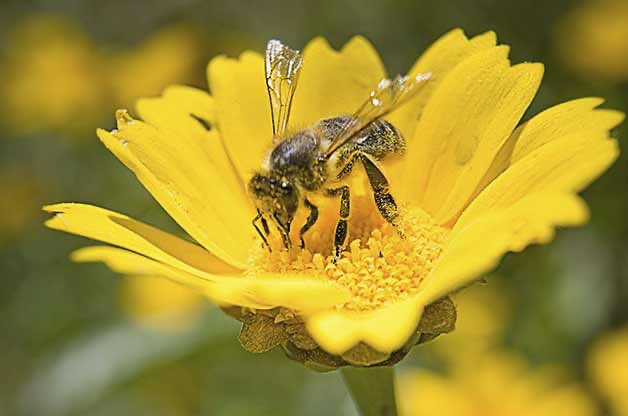 eevriviades's tweet photo. To Bee or not to Bee?
The question has now been settled: No bees means: no pollination; no full circle of food production; every 3rd bite on plate disappears. 🐝 are vital for our ecosystem. On #WorldBeeDay thx & appreciation to #Slovenia 🇸🇮 for its leadership #WorldBeeDay2020 https://t.co/qP7NHLsOBj