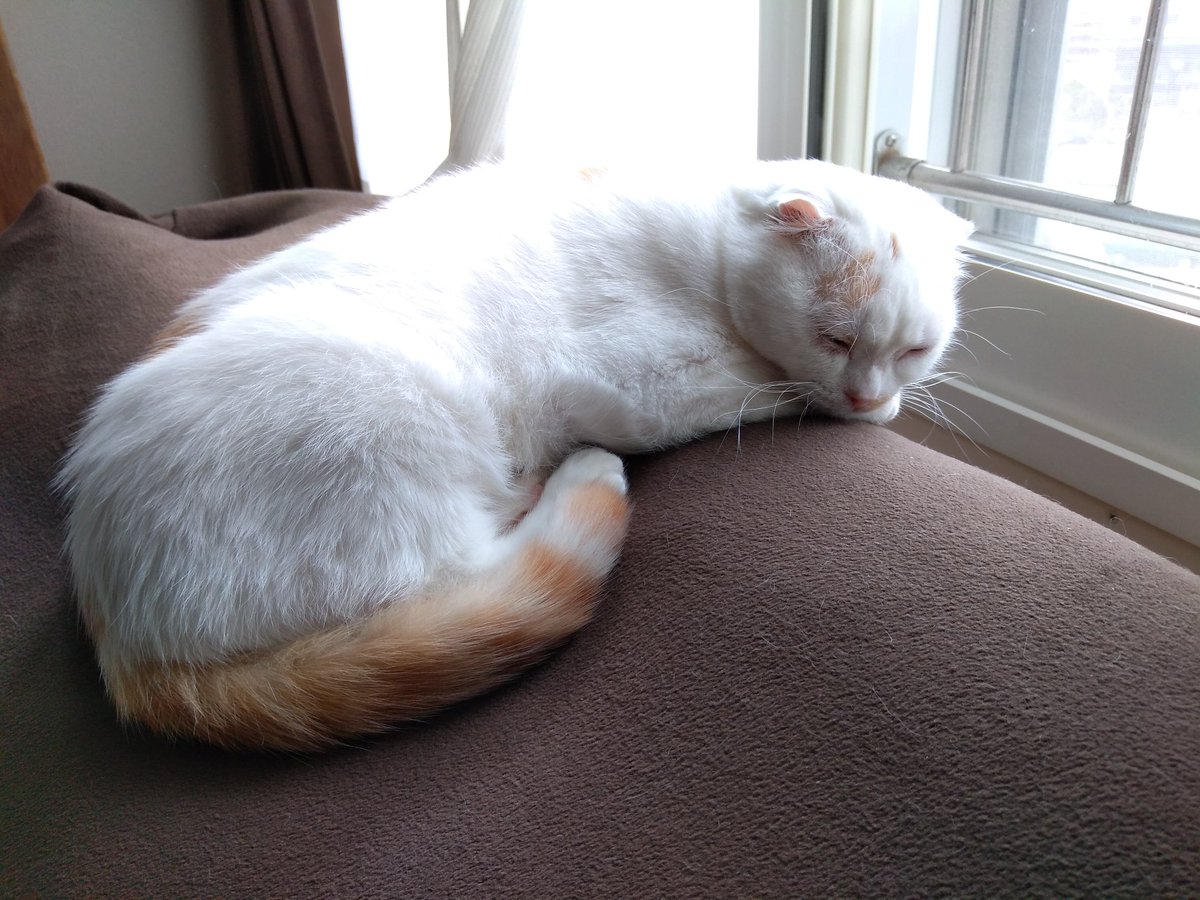 CapeM0819's tweet photo. 平和お昼寝ねこ。

#ねこ
#ねこかわいい 
#保護猫 https://t.co/cPpfRwivFW