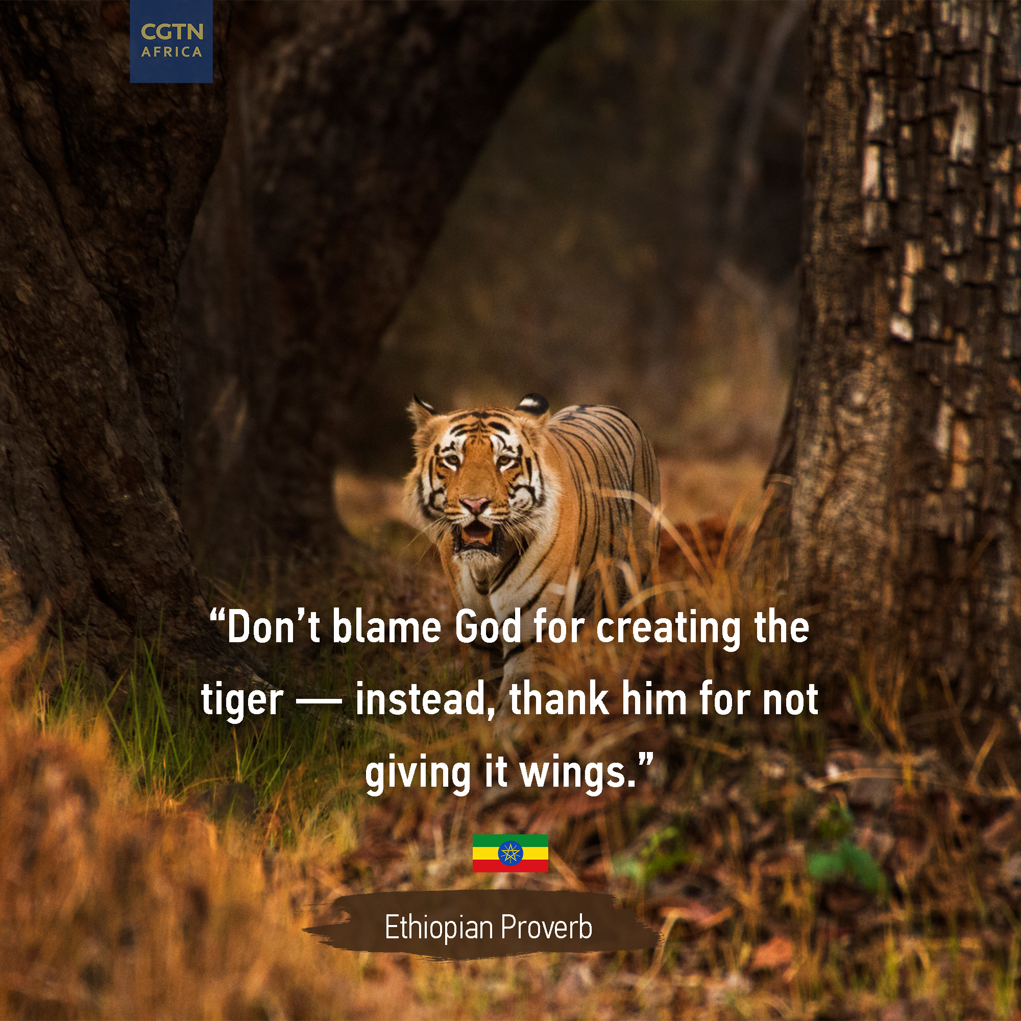 Cgtn Africa On Twitter: "Don't Blame God For Creating The Tiger — Instead,  Thank Him For Not Giving It Wings ~Ethiopian Proverb Good Morning #Africa  Https://T.co/Pd2Jba0Vxr" / Twitter