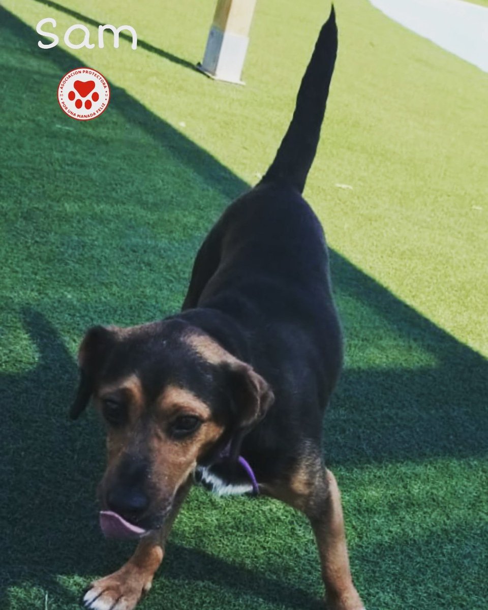 ManadaFelizCS's tweet photo. SAM en ADOPCIÓN.
Otro chiquitín que busca hogar. Rescatado de la perrera en la última Marcha #RestandoSacrificio donde rescatamos 20 vidas vencidas. Simpático, jóven y bueno. Sam es un amor de perrete  que sólo quiere que llegue su hogar. https://t.co/ZpFlLcPpAH