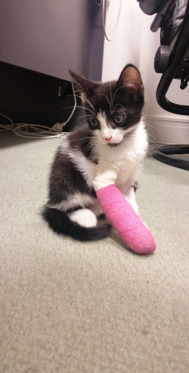 Every tiny meow is a cry for help.