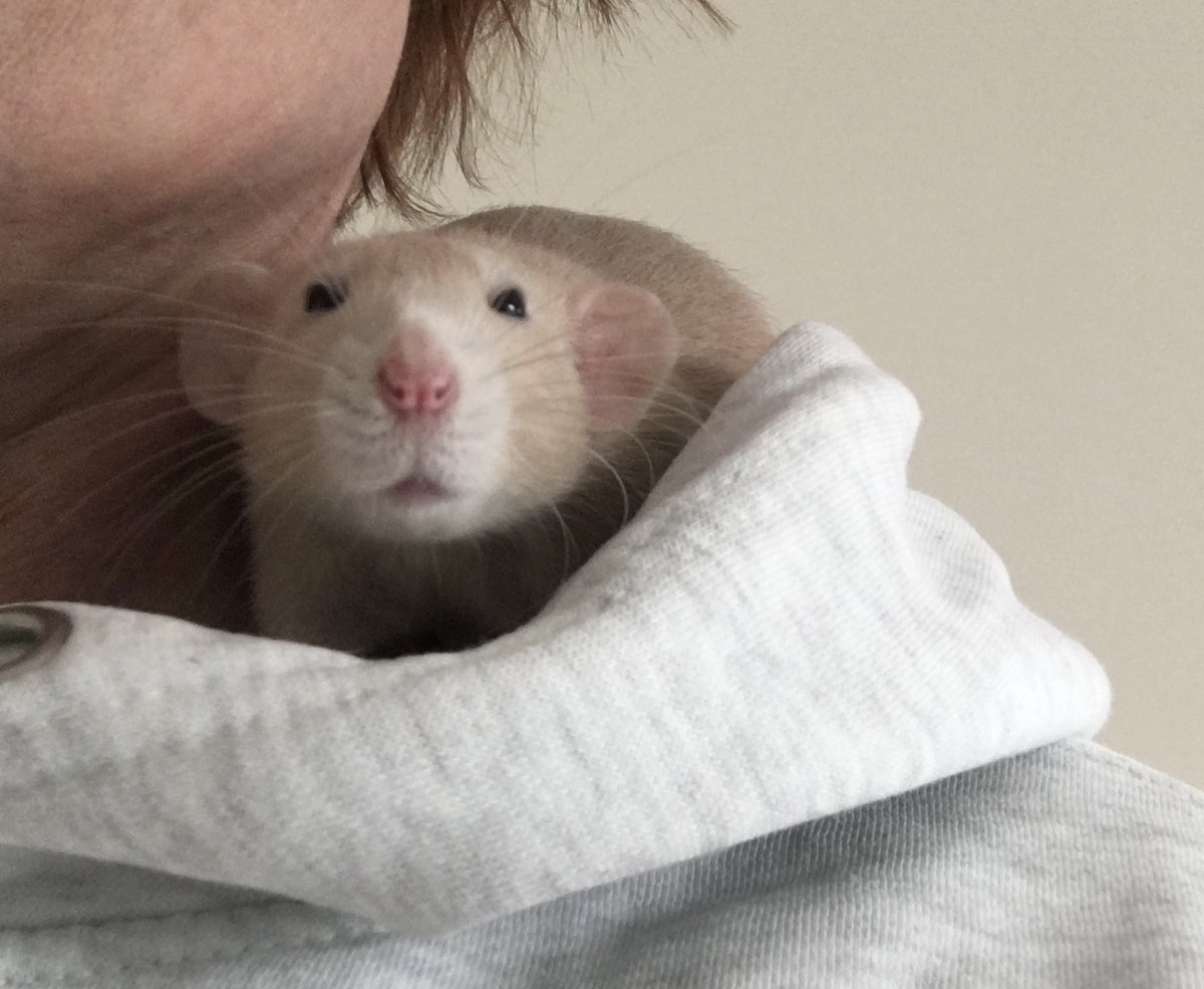 BlueAppleRats's tweet photo. Little Eloise...her eyes have grown a bit bigger now that she's grown but omg...little squinter!
#rats #ratsoftwitter #ratsareawesome #petrats #fancyrats #petrat #dumborat #dumborats #ratties #rattos https://t.co/d8QdSozRRx