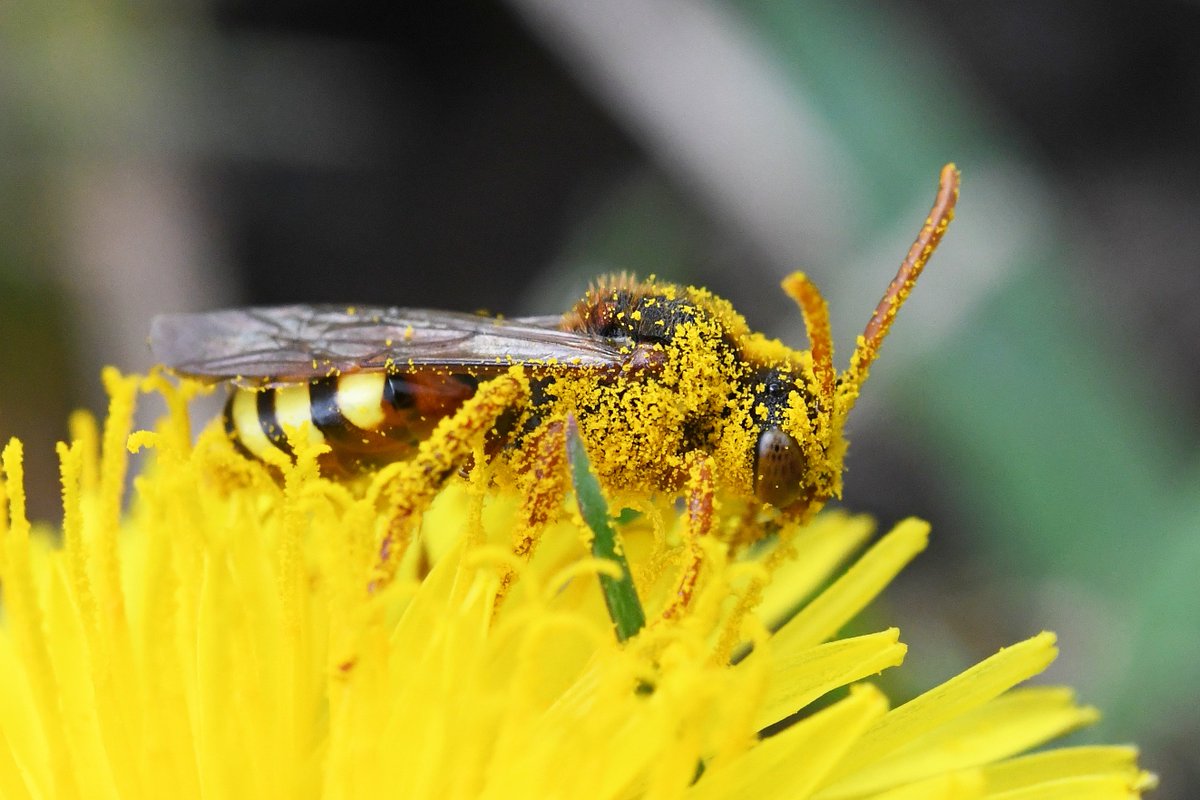 It's #WorldBeeDay! Did you know that coal tips are a haven for wild bees? As many as 89 species of #bee have been found on the coal tips and colliery sites of South Wales in recent years, including a number of rare and scarce species!  📸 (c) <a href="/olds_liam/">Liam Olds</a>