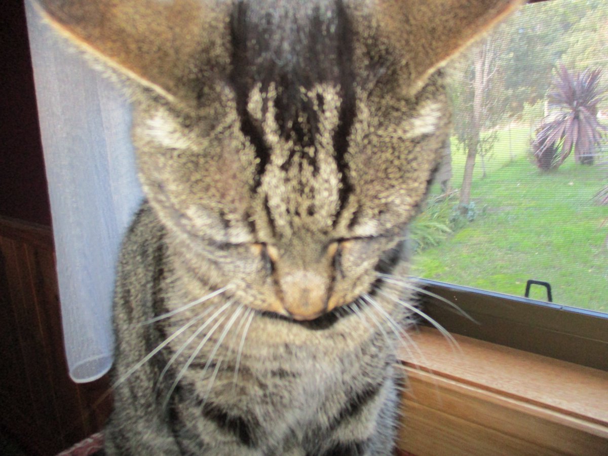 CrimsonRaven777's tweet photo. My darling,, my company #Jackcat 😺😻😼😽😿 https://t.co/GLRn6r9cbh