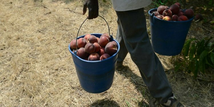 CoordONGDLleida's tweet photo. 🍎🍐 L’única solució real, humana i justa, passa necessàriament per una regularització de totes les persones migrades, i no tan sols per manca de mà d’obra, sinó per dignitat i respecte als drets humans.

🌐 https://t.co/JDT4aFUAZe https://t.co/qvrxMEqvWU