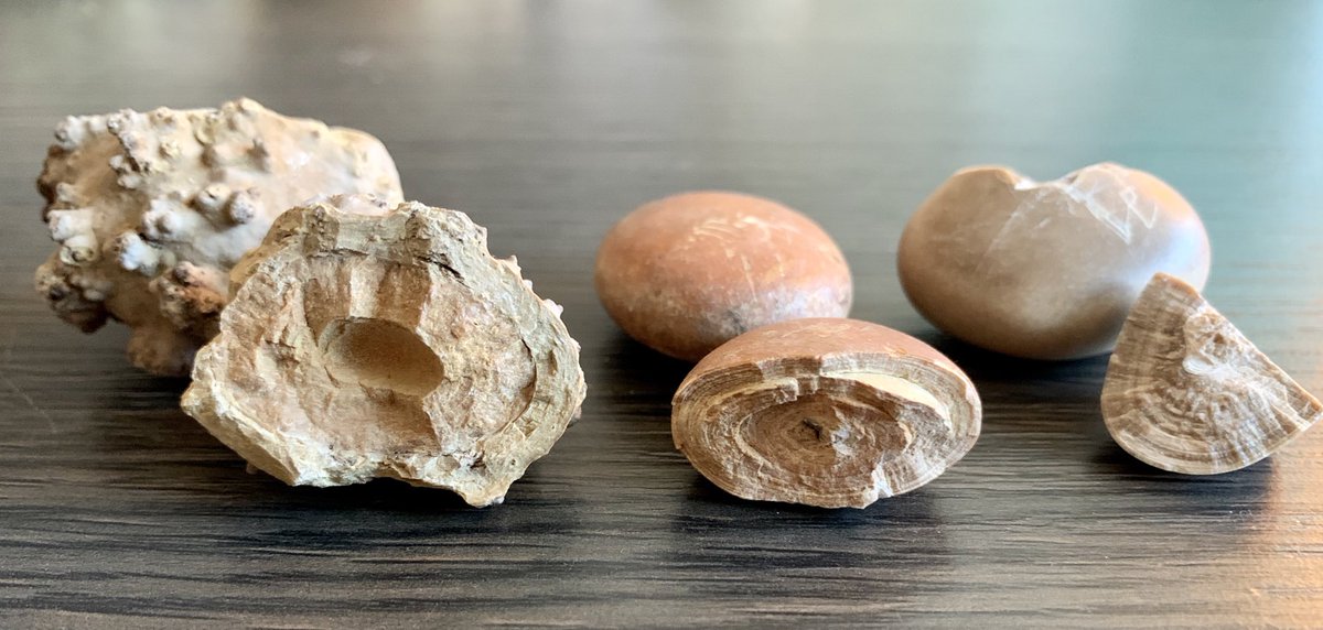 OTRAXER's tweet photo. Pics#5: Analysis of KidneyStone(composition) is essential for the Etiological Investigation of Stone Patient: Morphological &amp;Constitutional Study (InfraRed SpectroPhotometry) of the Surface &amp; Section up to the Nucleus. To learn more search for Michel DAUDON (Stone Classification) https://t.co/HMgj2MaKc0