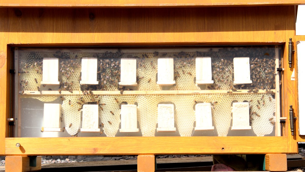 theconstitute's tweet photo. Today is #WorldBeeDay and we realise our #humanbeeing project this year again. Big bees on big buildings.
https://t.co/PdnxXb4Cv9 https://t.co/NGWm6NxOA0