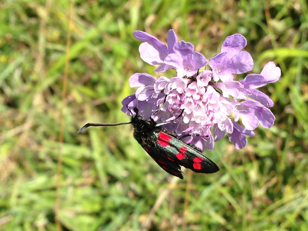 Open Air Labs (OPAL) tweet media