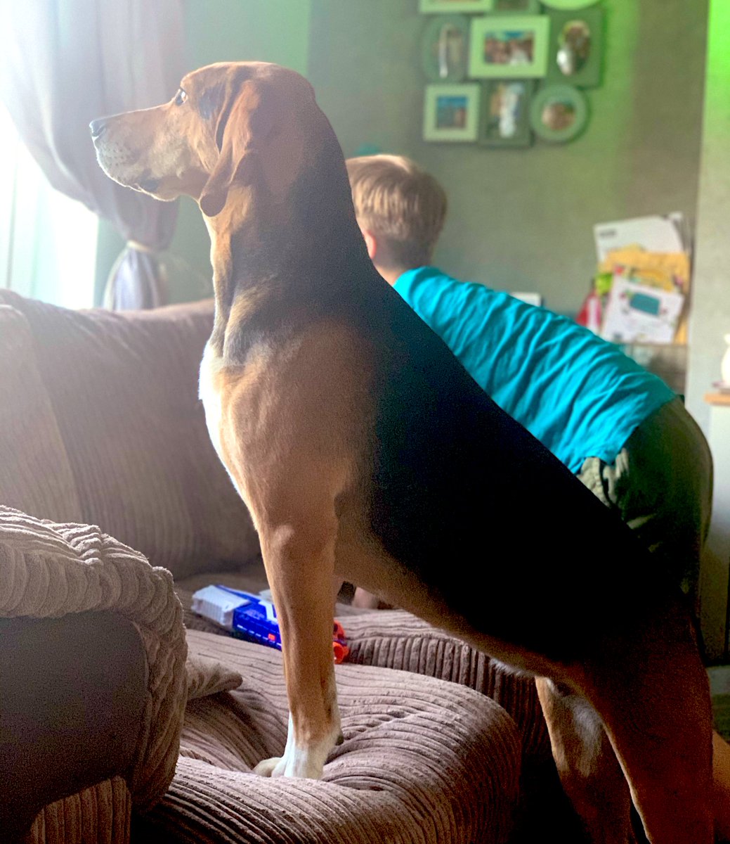 SZiets79's tweet photo. @Colchesterviews Luna gets excited every time the postman or delivery driver comes up the path 😁 https://t.co/16LZDbMS9y
