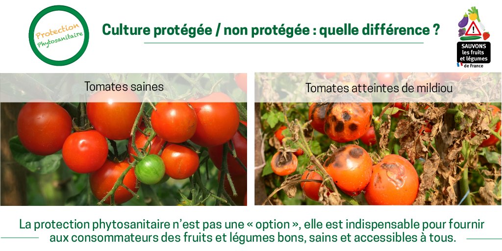 csfldefrance's tweet photo. La protection phytosanitaire, ce n'est pas pour faire "beau", c'est surtout pour protéger les consommateurs. Avis à ceux qui pensent que l'on peut se passer de #pesticides sans problème. https://t.co/uTrlx6XGk8