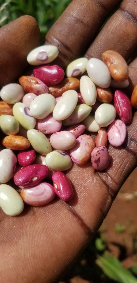 Simply_Seruya's tweet photo. Seeds and Propagation 

A THREAD

Seeds form an integral part of farming and any serious farmer is keen on getting the best seeds. 

Most local and multinationals dealing in seeds discourage farmers on propagation or resuse of the grains they have harvested. 

Forced Dependency https://t.co/TCmwYYjtta