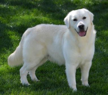 GldnMeadows's tweet photo. Our super Stud, Sven! We’re expecting two cream litters from him due in July! #goldenretriever #TongueOutTuesday https://t.co/e5RixK2BGH