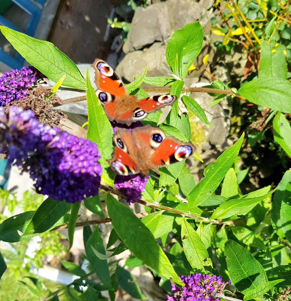 WeLoveNature___'s tweet photo. #LoveNature ❤🌏
#Butterfly #Nature #LetsProtectIt
❤🔁 share the beauty and brighten someones day! 😊 https://t.co/SBFa2pBOCt