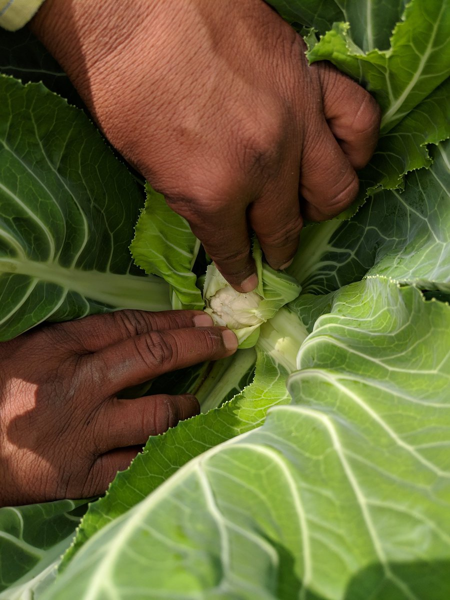 21Organic's tweet photo. Cauliflower in the house.
Farm manager Shivraj seems to be pleased with the overall growth. 

#eatseasonal #organicvegetables #organicfruits #homedeliveryservice #mumbai #stayhomestaysafe https://t.co/RmLVMsLiOW