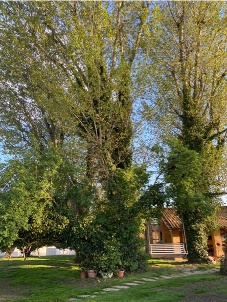 PBiscie's tweet photo. Cullati tra gli alberi...
#luoghimagici #matrimonio #wedding #molinella #Bologna #emiliaromagna #Italy #palazzodellebiscie #weddingitaly #eventi #events #ispirazione #ilgiornopiùbello #nature #greenlocation #weddinglocation #weddingbuffet #artandhistory #amazingplace #luxuryevent https://t.co/hsbR3P67FQ