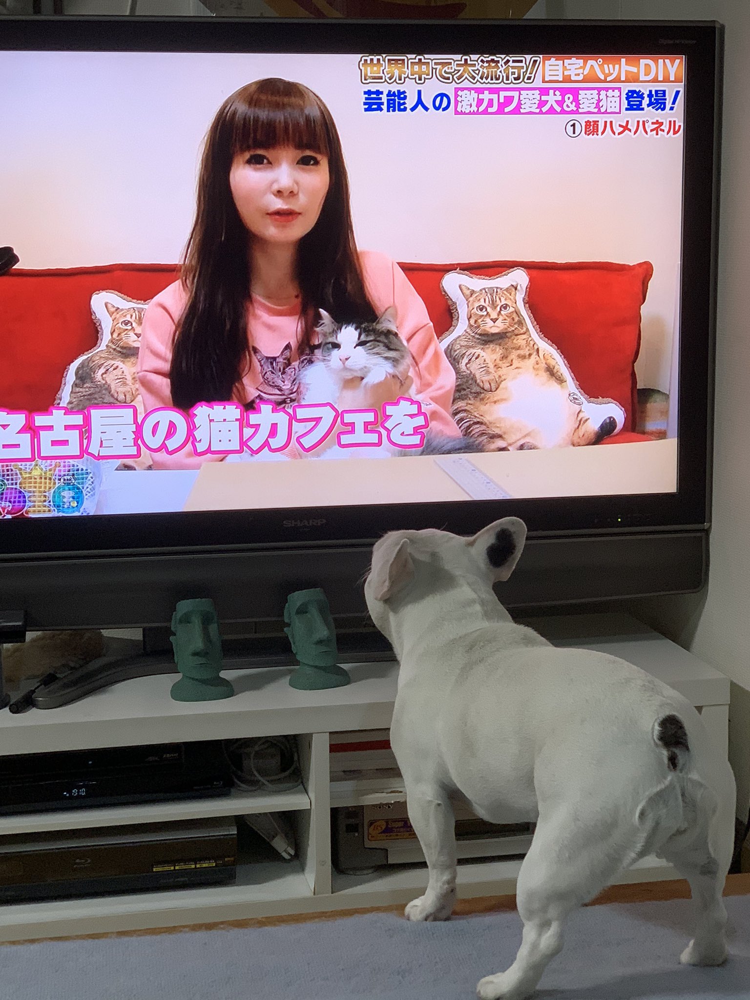 なべやかん マイリーはテレビ好き テレビを凄くよく観ている でも 犬 馬 猫が出てくると吠える だからペット番組やワンダフルライフなどの映画は観られない T Co Hcybwuyb8y Twitter