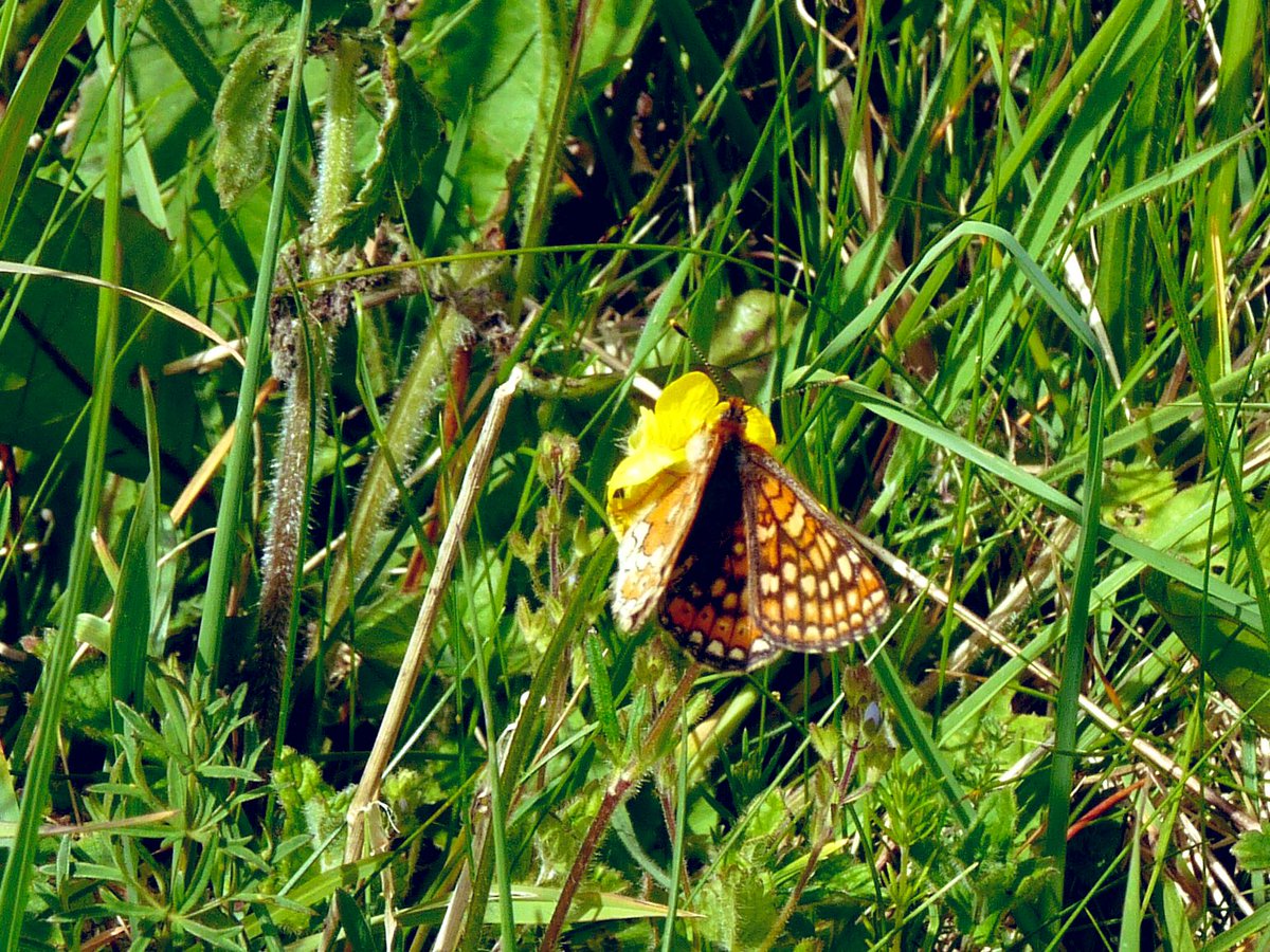 LancingJenny's tweet photo. Only started chasing Butterflies last year. So this is my first Marsh Fritillary 😍 yesterday at Martin Down https://t.co/wlXUykzOUt