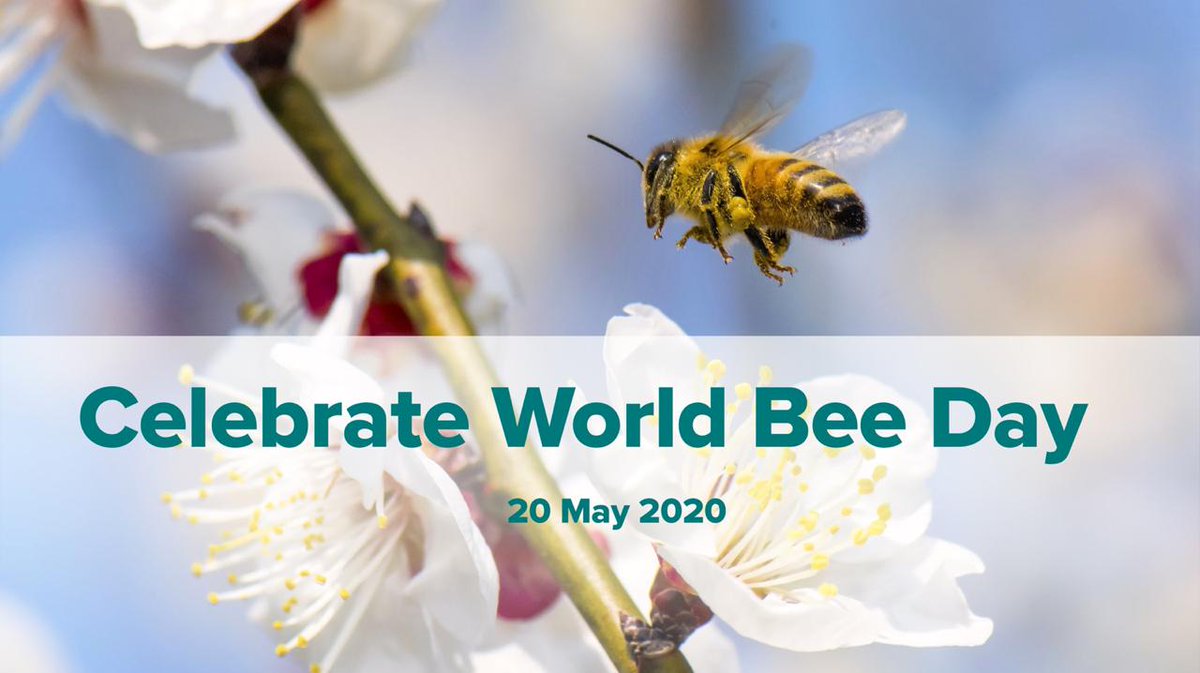 BeeBanker's tweet photo. World Bee Day to you all.
Please join us in celebrating one of the world's most important climate action Heros.
#BuzzingAbout bees! Please follow us!
#WorldBeeDay #WorldBeeDay2020 https://t.co/uZBq2AhAQV