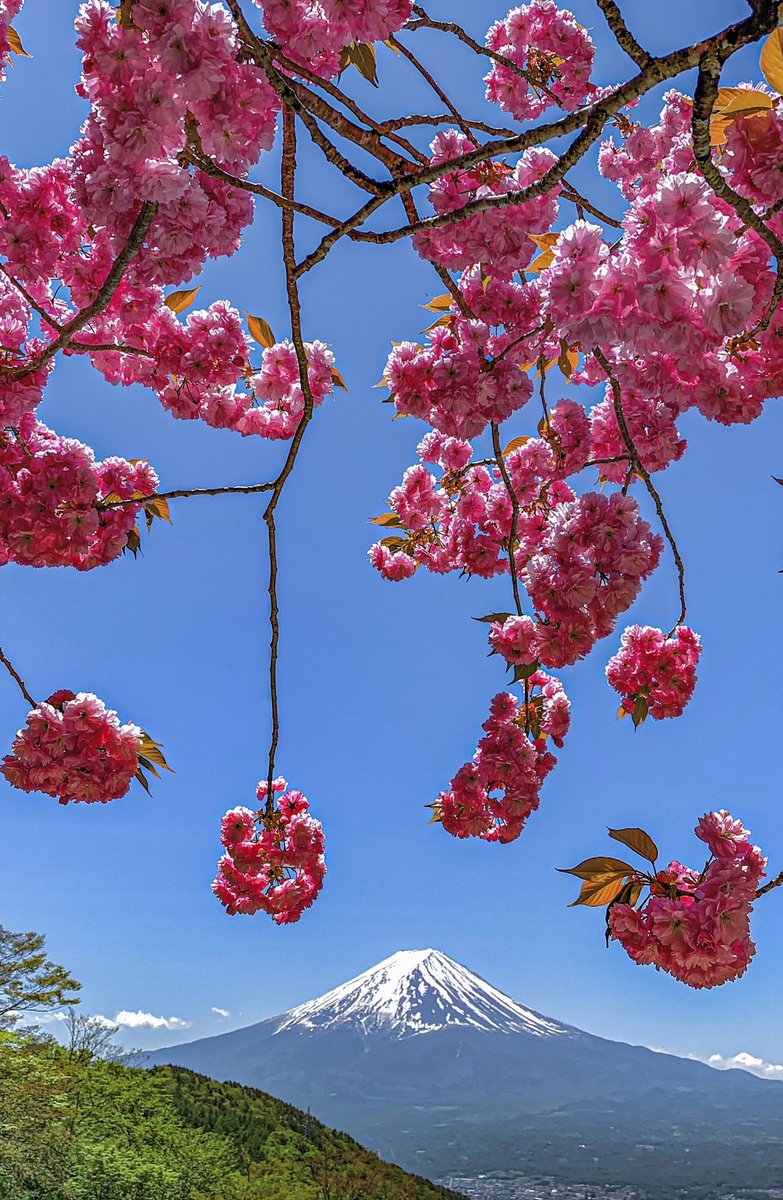 Take 花と富士山 縦位置 待ち受けにどうぞ いつか見た富士山 富士山