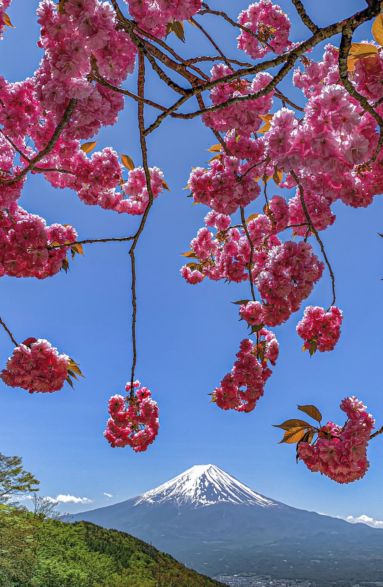 Take Pa Twitter 花と富士山 縦位置 待ち受けにどうぞ いつか見た富士山 富士山 T Co Nbtonodioi Twitter