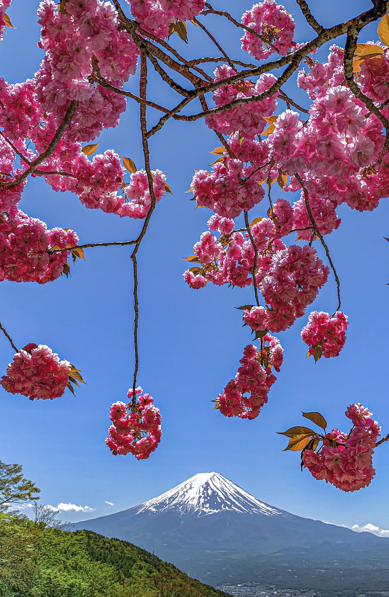 Take 花と富士山 縦位置 待ち受けにどうぞ いつか見た富士山 富士山