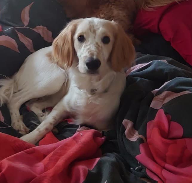 SpanielAidUK's tweet photo. Morning two more beauties going to available today 11 &amp; 20 months York’s &amp; Hull please wait for their info to go into the website #fosterdog #AdoptDontShop #dog #dogs #spaniel #cocker #spaniels_rule #dogsoftwitter #dogoftheday #ilovemydog https://t.co/YRpvYvGTcB