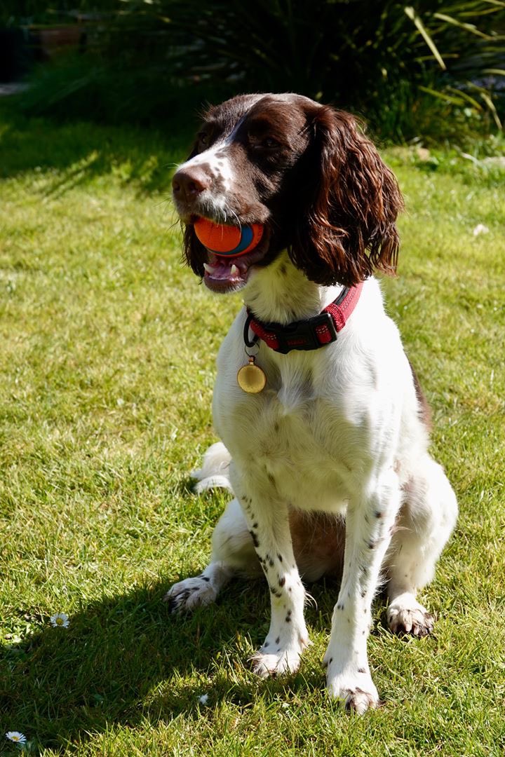 SpanielAidUK's tweet photo. Morning two more beauties going to available today 11 &amp; 20 months York’s &amp; Hull please wait for their info to go into the website #fosterdog #AdoptDontShop #dog #dogs #spaniel #cocker #spaniels_rule #dogsoftwitter #dogoftheday #ilovemydog https://t.co/YRpvYvGTcB