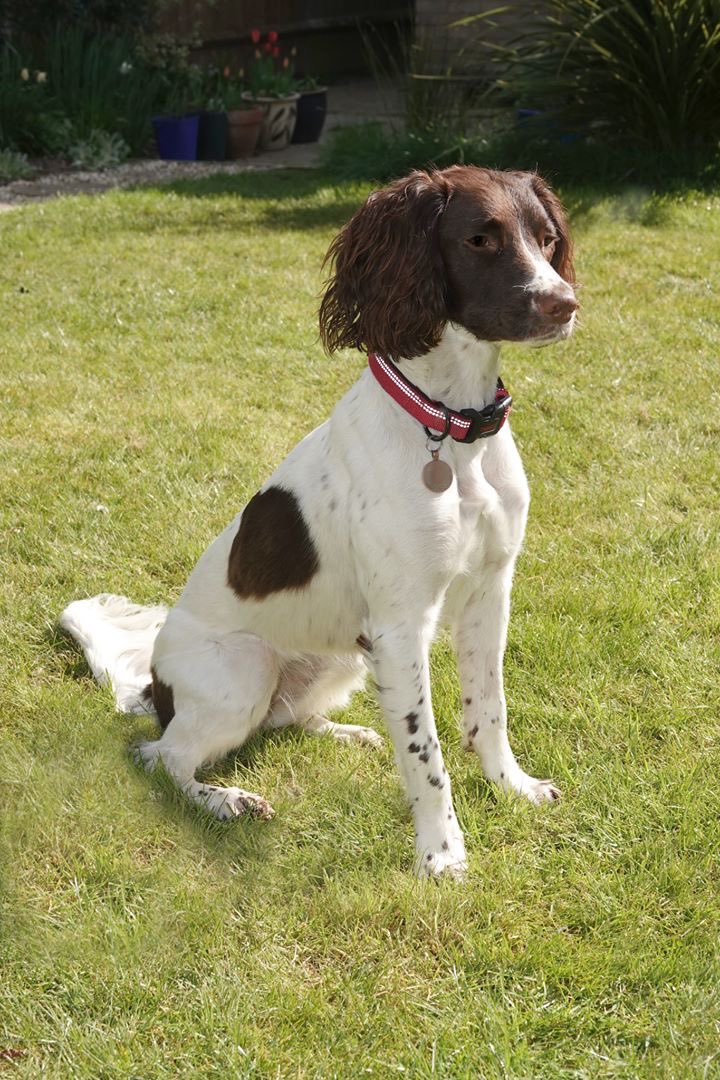 SpanielAidUK's tweet photo. Morning two more beauties going to available today 11 &amp; 20 months York’s &amp; Hull please wait for their info to go into the website #fosterdog #AdoptDontShop #dog #dogs #spaniel #cocker #spaniels_rule #dogsoftwitter #dogoftheday #ilovemydog https://t.co/YRpvYvGTcB