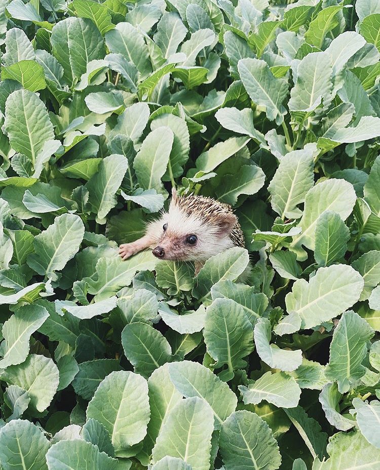 daily__hedgehog's tweet photo. Wednesday 20th May, 2020 https://t.co/HjUGllj5Pk