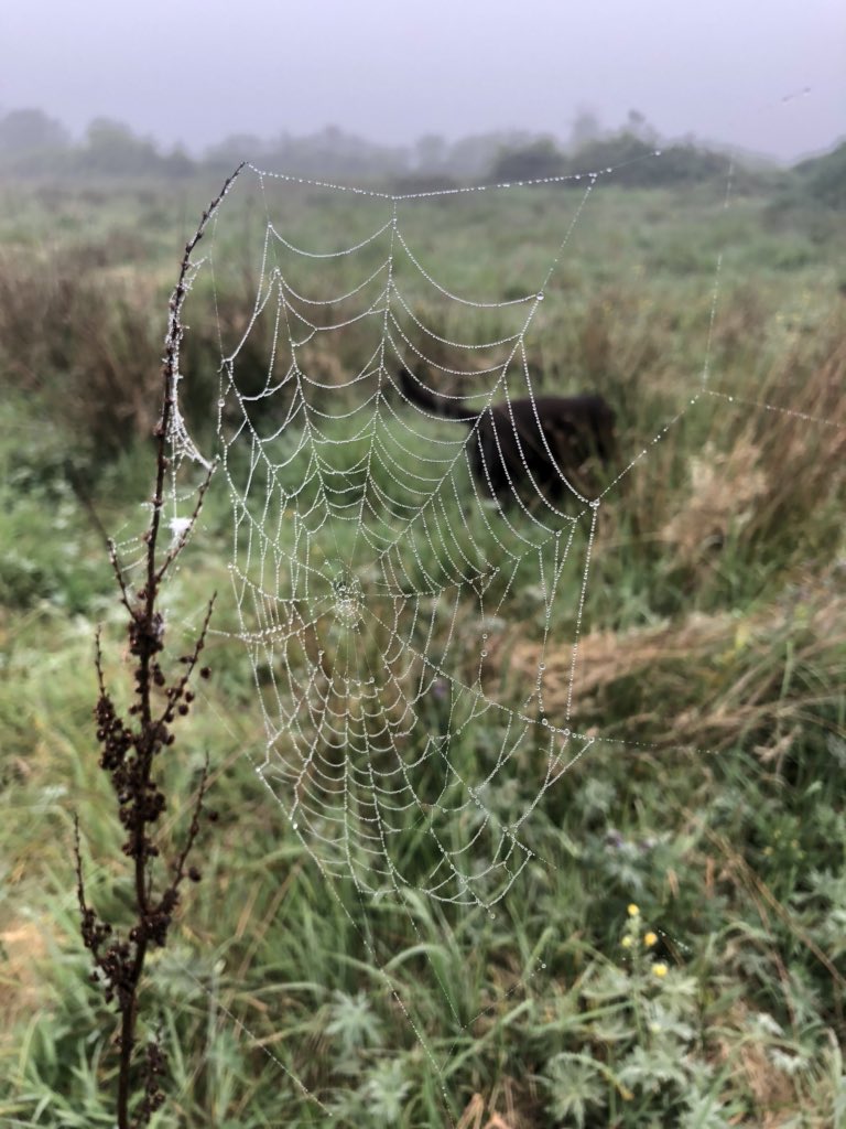 Beautiful misty morning here in #greenisland. Walking in a field with lots of noisy birds and spider webs @WeatherCee @frank_broadcast @barrabest @geoff_maskell @angie_weather #mistymornings #spiderweb #lockdown