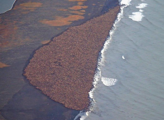 Rainmaker1973's tweet image. This is what 35,000 walrus look like along a shore [source: bit.ly/1oF3MJd]