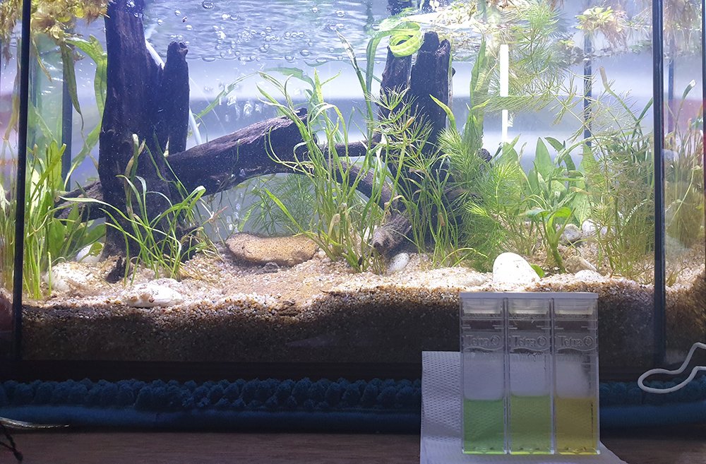 a tale of 3 tanks.Yellow=0ppm ammonia, blue-green=very many ammonia.Guess which one has had 0 shrimp death thus far! (I'm so frustrated lmao)In related new, the middle test is from my new, cycling 10 gal..! It's starting to read a bit more yellow, which is great!