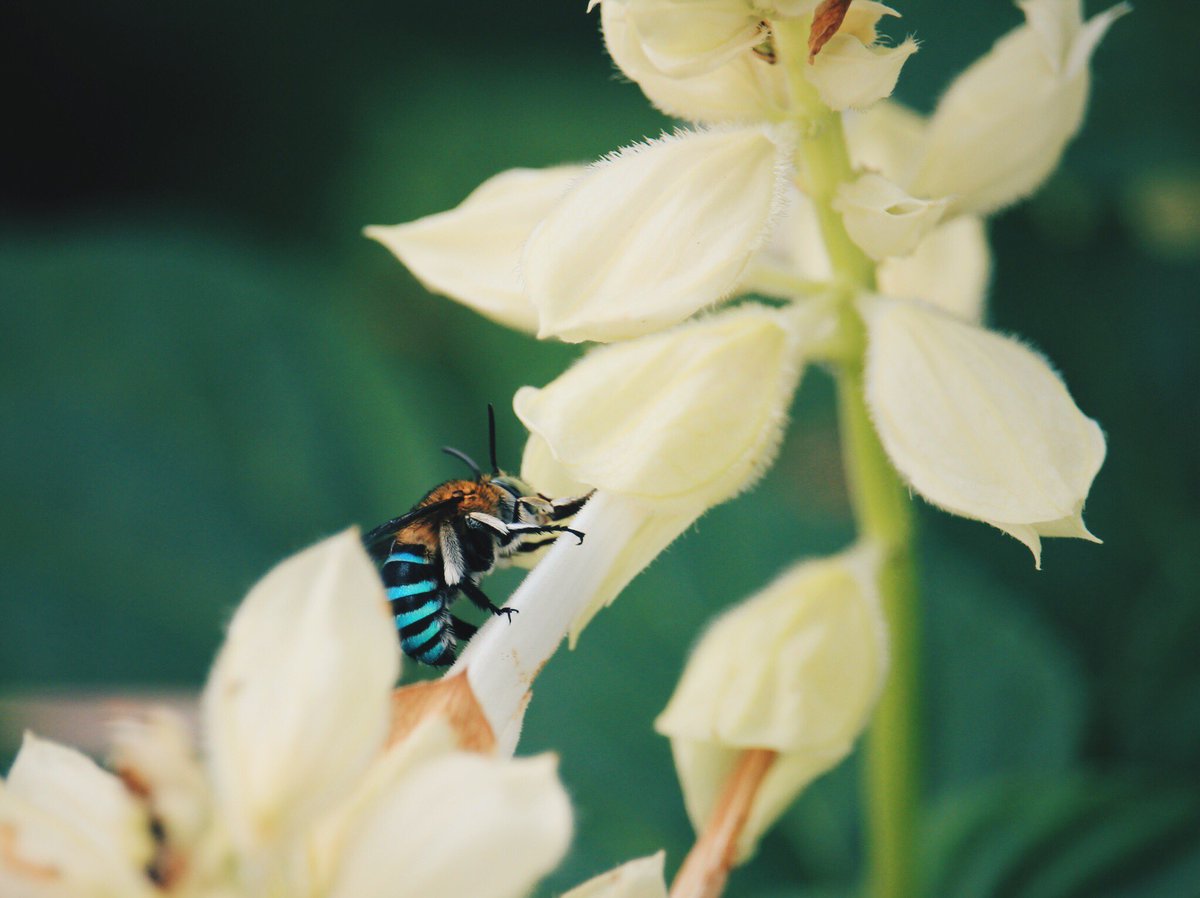 Chawatat T Happy World Bee Day With The Blue Banded Bee Amegilla Worldbeeday Worldbeeday Pollinators Pollinatorawareness Amegilla T Co 8lvqp9ra5s