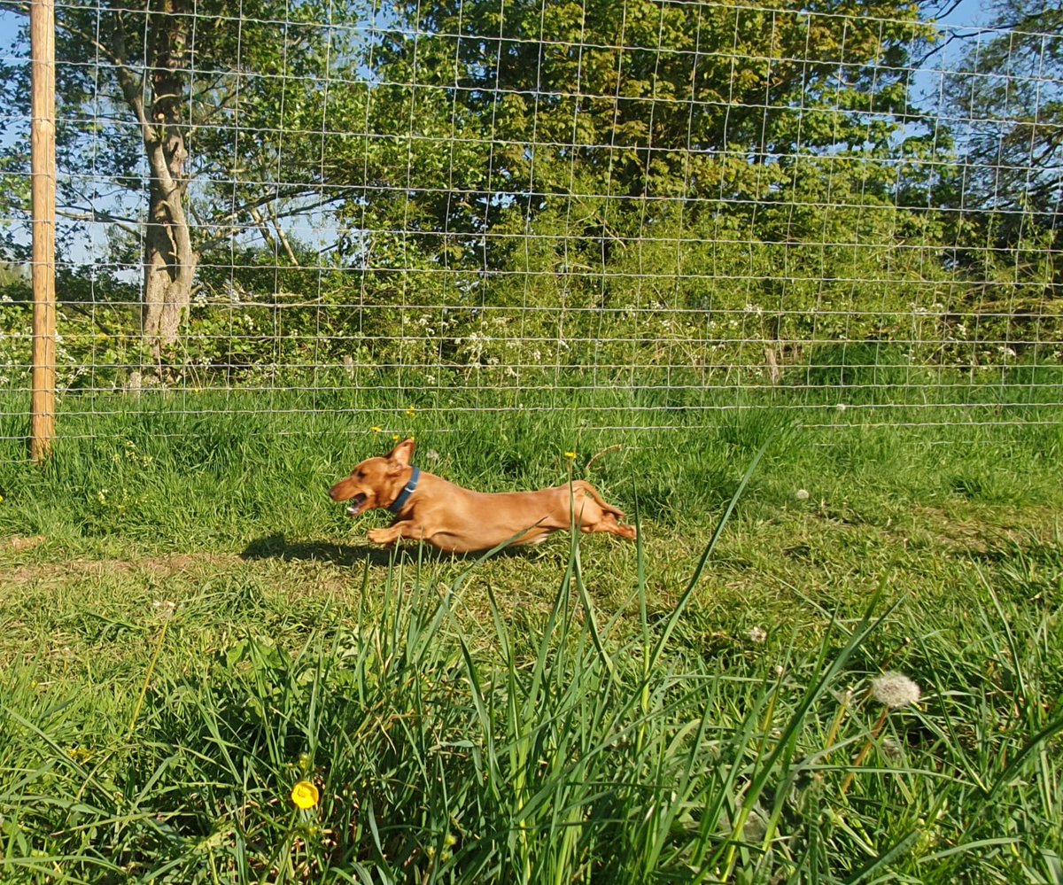securedogfields's tweet photo. Fittest Miniature Dachshund in all the land.... Today is going to be the hottest day of the year so far so why not see what the evening offers at Riverside Meadow? Open until 9pm tonight for stunning sunsets over the Oxfordshire countryside! 
https://t.co/KLwZ6gGY09 https://t.co/WZARe7qOWQ