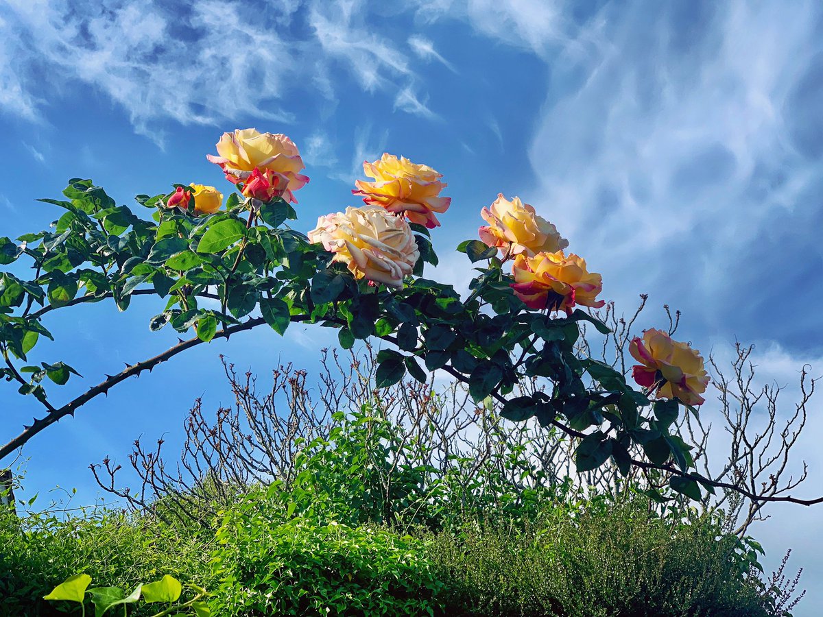 traceymel's tweet photo. Rose Rainbow 🌹🌈 🌹 #roses #flowerphotography #garden #photographylovers https://t.co/DkfpjNvI7H