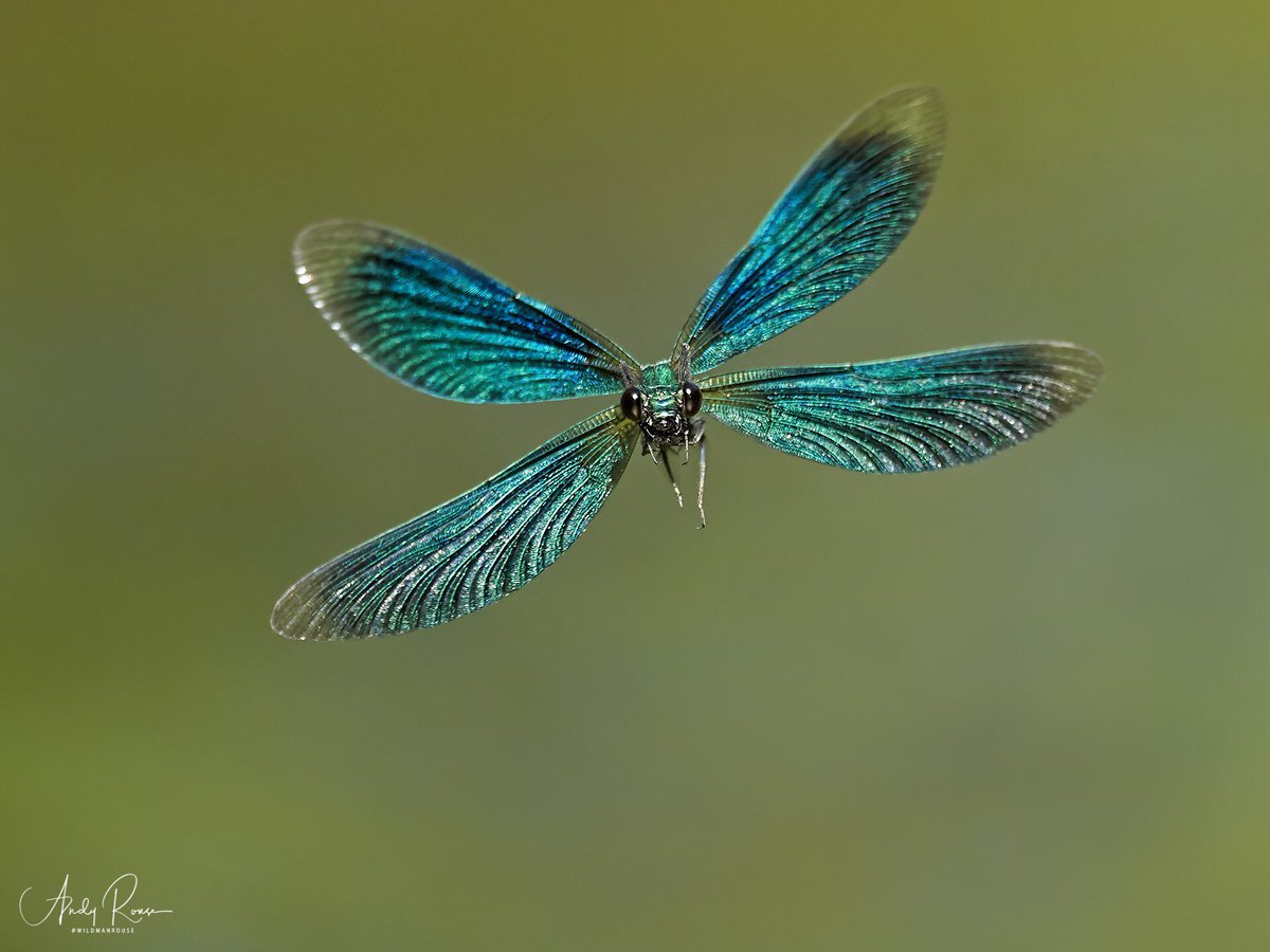 Andy Rouse 🏴󠁧󠁢󠁷󠁬󠁳󠁿 tweet media