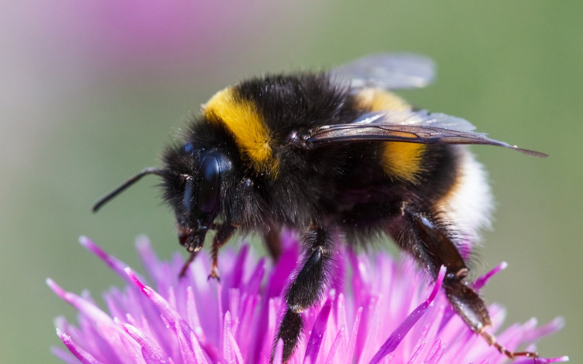 SalcombeBrewery's tweet photo. For World Bee Day, we'd like to thank the hard-working brigade of bees who pollinate our crops, form the backbone of our eco-system and create delicious honey. We salute you! #madeofhere https://t.co/ra4W2tCwGg