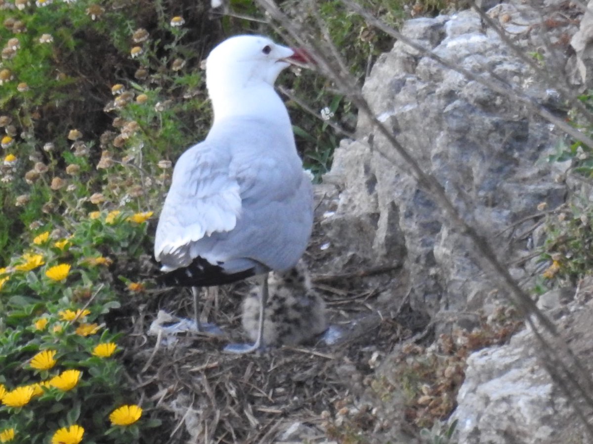 OnlyGulls's tweet photo. Life goes on. Chick of Audouin's Gull. Spain.
Photo: Joaquín López https://t.co/VqOLjPnVD6