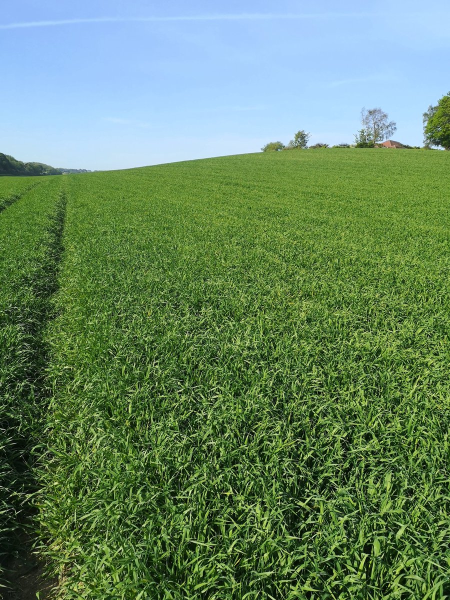 Planet spring barley coming on well at the @velcourt Dover unit. Leaf 2 just emerging. #springbarley #Planet #agronomy