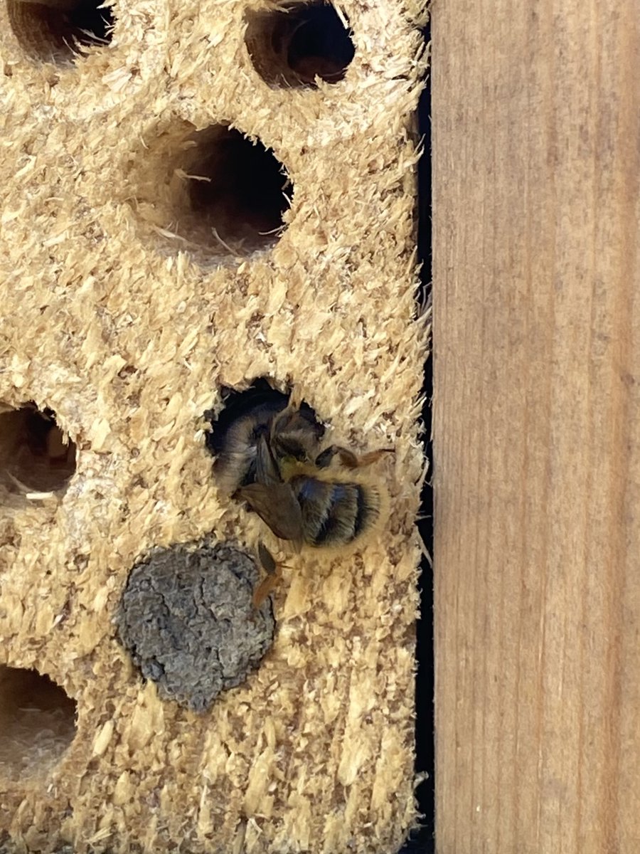 JustAlanSadler's tweet photo. #BreakfastBeeWatch #WorldBeeDay @RSPBMinsmere @Natures_Voice A little Bee activity in my Bug hotel this morning 🐝 https://t.co/Fp7cK2MWvb