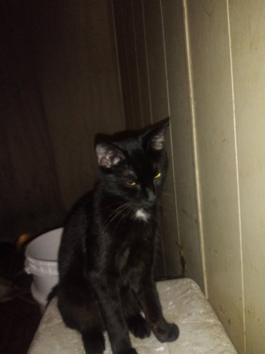 amyskinner1982's tweet photo. @dayna_kathan I have one too lol except her name is Jewels, and she is pissed i woke her up taking this pic lmao https://t.co/xnQOvyWosL