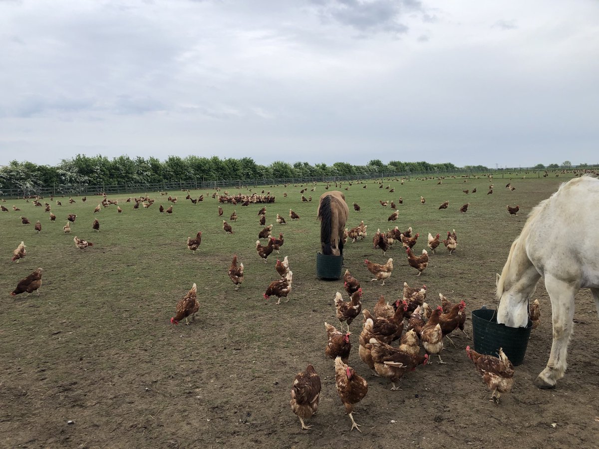 Early birds looking to catch the worms. Not likely in this weather