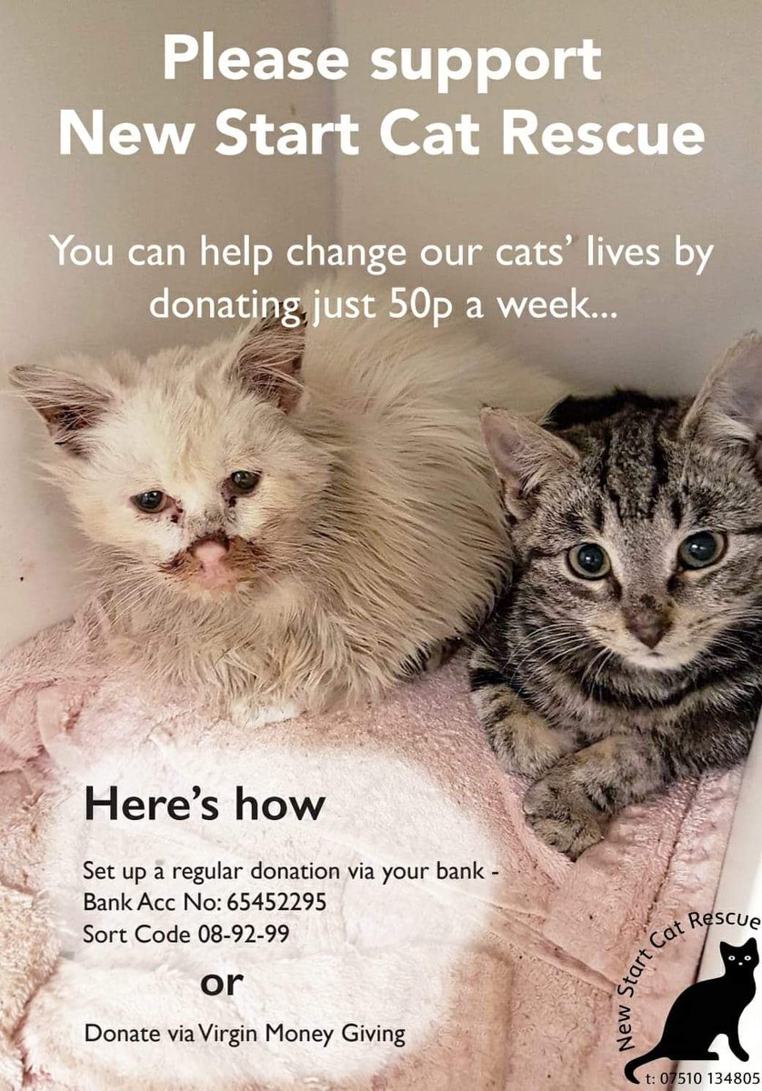 newstart cat rescue