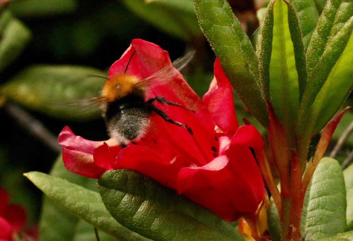 victorthevole's tweet photo. #BreakfastBeeWatch #WorldBeeDay
Staying alive- The Three Bee Gees https://t.co/lpGivHlH4h