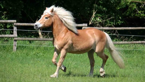 ¿Sabías que...? Los caballos avelines es una de las razas con un tamaño pequeño en lo que destacan por su rapidez y talento. La versatilidad de la raza los hace fuertes y compactos, y ¡resaltan en doma, salto y conducción! 🏇🏇

👉Link al artículo: bit.ly/2zXsExe