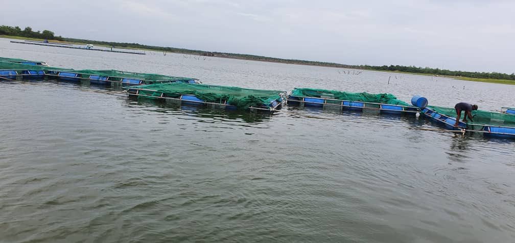 OGUN STATE GOVERNMENT SUPPORTS TILAPIA FISH FARM