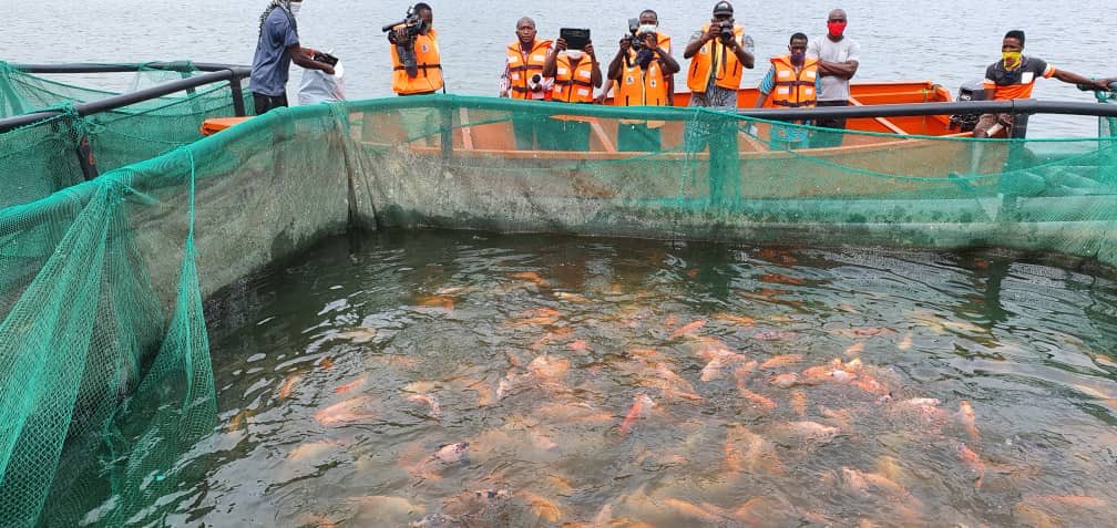 OGUN STATE GOVERNMENT SUPPORTS TILAPIA FISH FARM