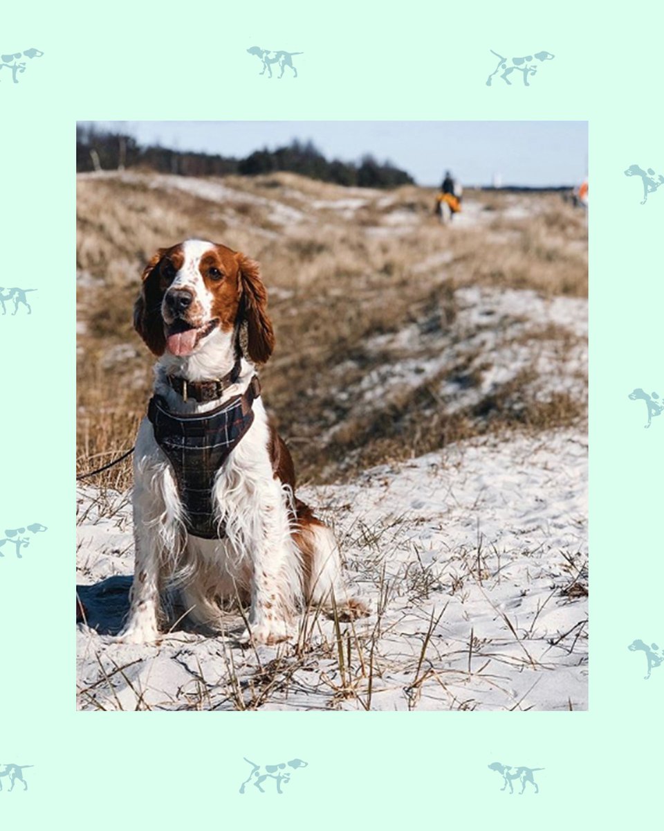 springer spaniel harness