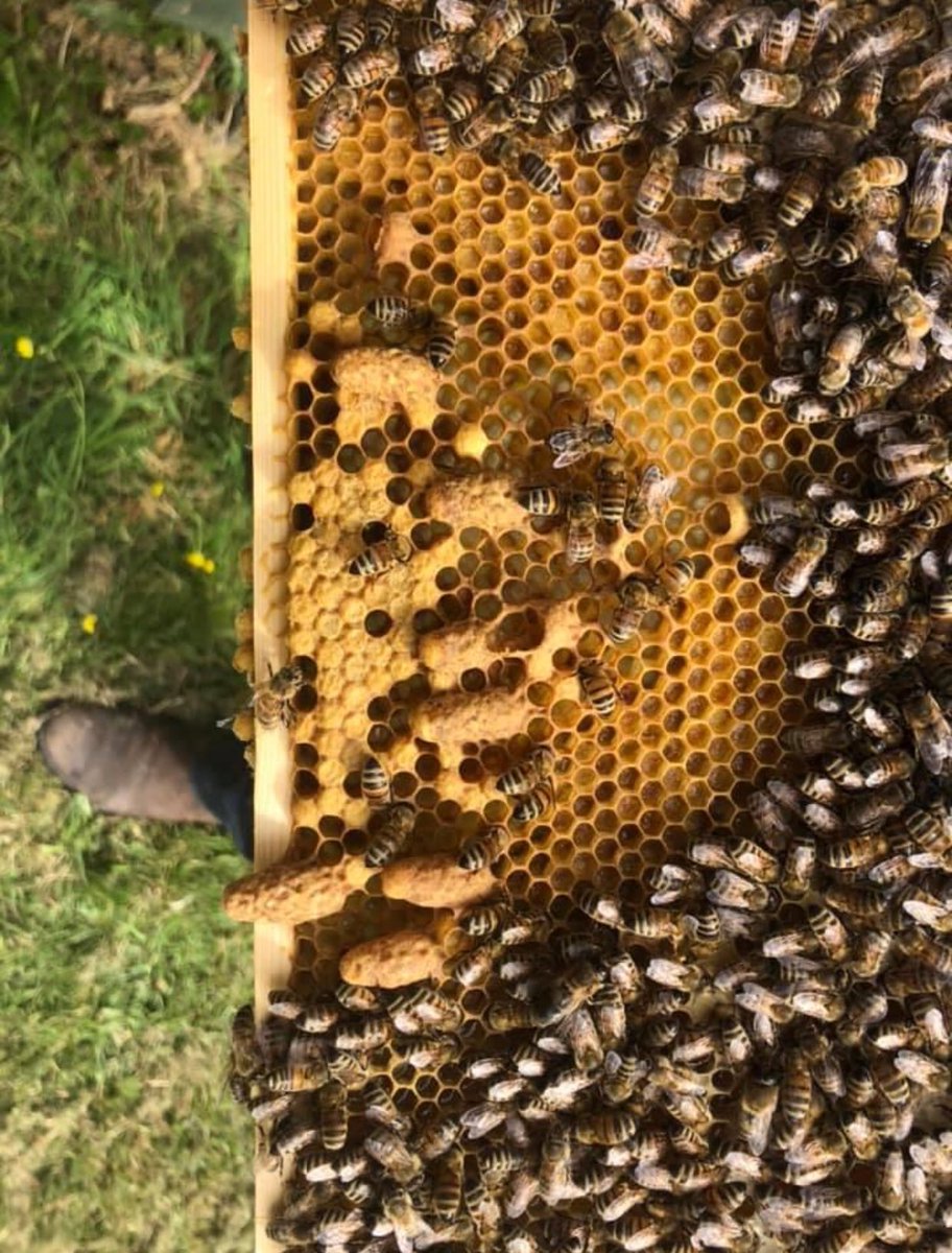 JoAungierMYC's tweet photo. Today is #WorldBeeDay Please remember there are approx 276 species of bees in the UK, that includes 25 or so #bumblebees & 250+ #solitarybee #beelocal species & just one honeybee, which is the ONLY bee that makes honey! It's an important & amazing species, look after our bees https://t.co/WQeDVAtgmw