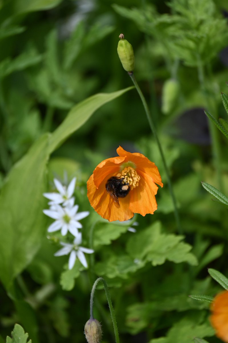 JoAungierMYC's tweet photo. Today is #WorldBeeDay Please remember there are approx 276 species of bees in the UK, that includes 25 or so #bumblebees & 250+ #solitarybee #beelocal species & just one honeybee, which is the ONLY bee that makes honey! It's an important & amazing species, look after our bees https://t.co/WQeDVAtgmw